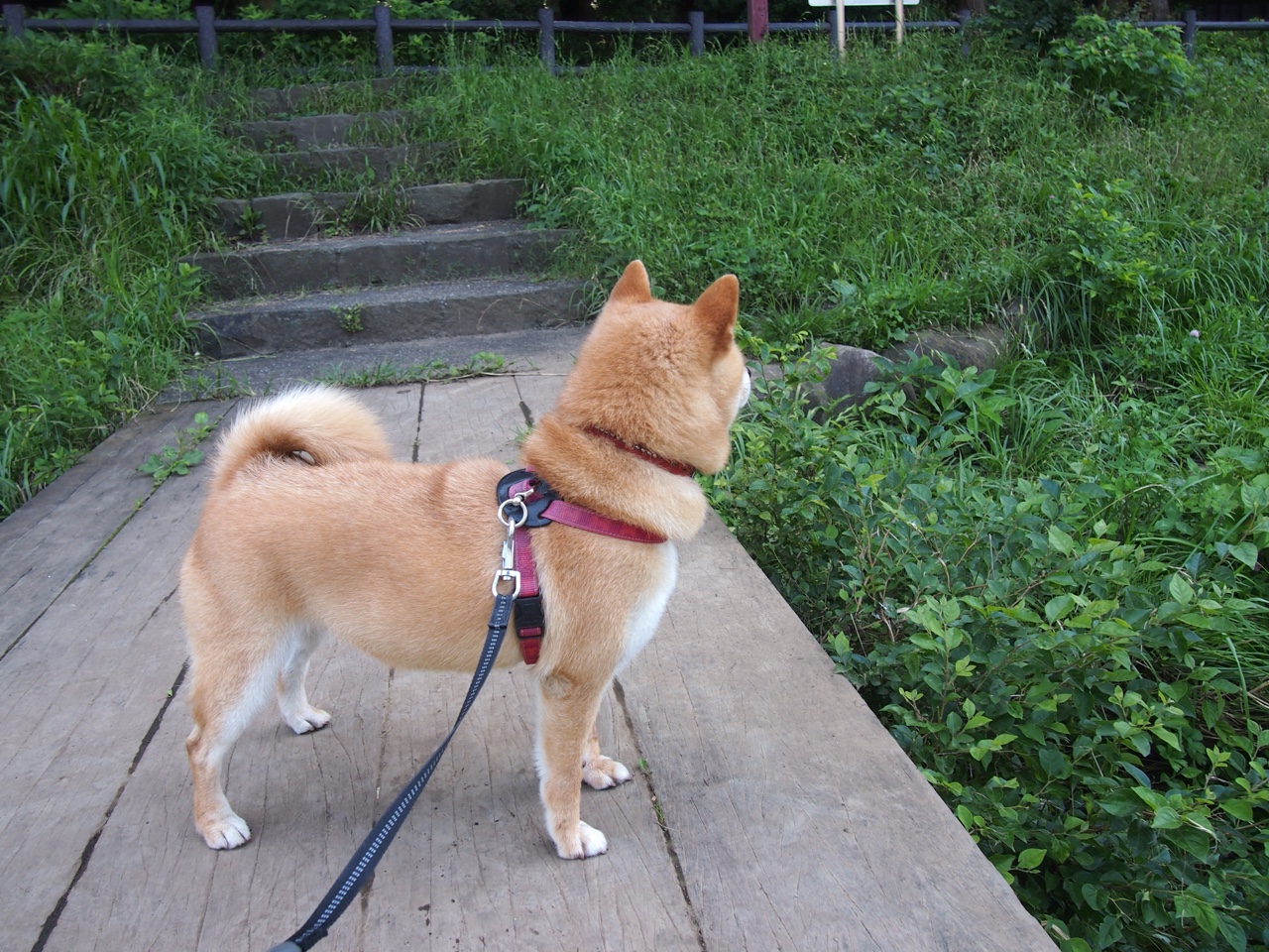 奥纳纳一夫当关，非洲雄狮力撼斗牛士—记埃及对阵西班牙的惊艳之战