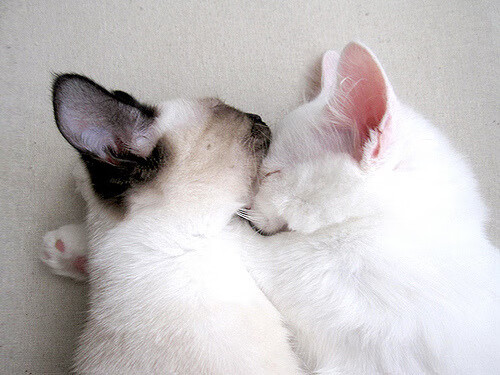 小贾伦关键制胜,尼克斯加时取胜76人