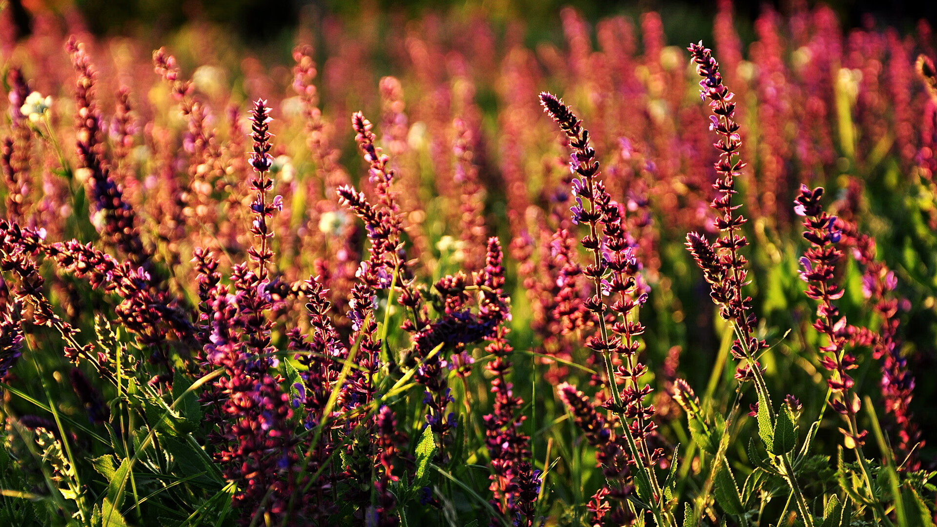 当足球预言F1，几内亚碾压波兰之夜，努涅斯在街道赛上演接管艺术